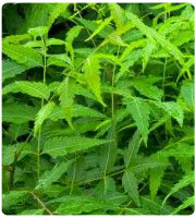 Neem