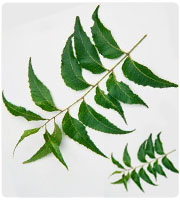 Neem Cake
