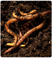 Vermicompost