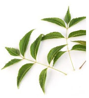 Neem