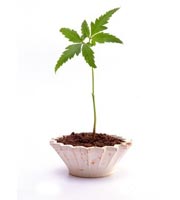 Neem Cake