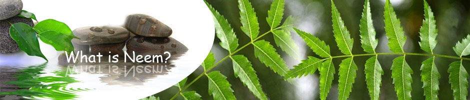 What is Neem?